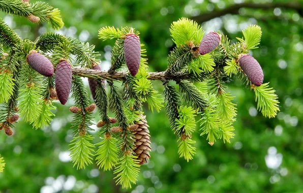 Plant, escape, bumps, coniferous
