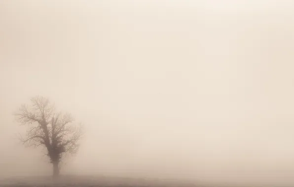 Trees, nature, fog