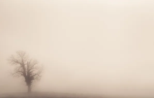 Nature, fog, tree