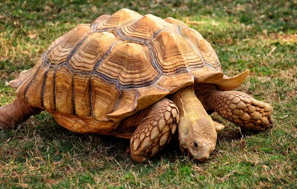 Grass, pose, turtle, large, shell, meal, land