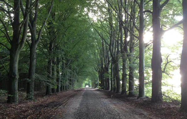 Picture road, forest, landscape, nature