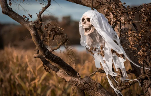 Tree, skull, Halloween, Halloween