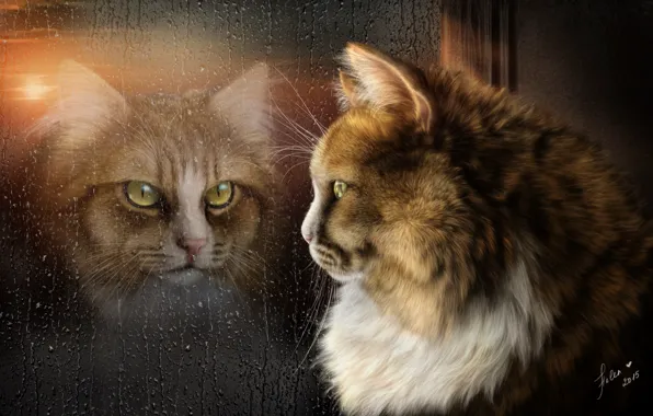 Picture cat, reflection, rain, mood, window