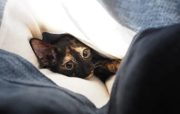 Eyes, look, cat