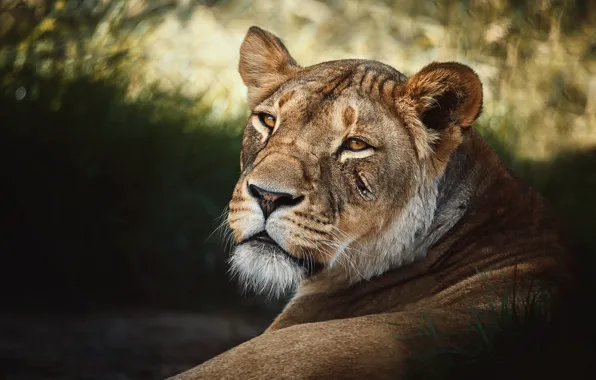 Look, face, pose, background, portrait, lies, lioness, scratch
