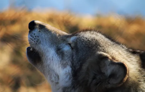 Predator, nature, animal, wolf, wildlife, portrait, portrait., Canis lupus. face