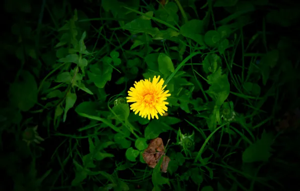 Grass, dandelion, spring, petals