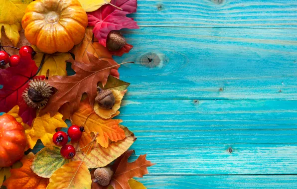 Autumn, leaves, berries, tree, harvest, pumpkin, acorns