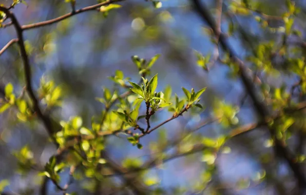 Picture nature, background, spring, leaves