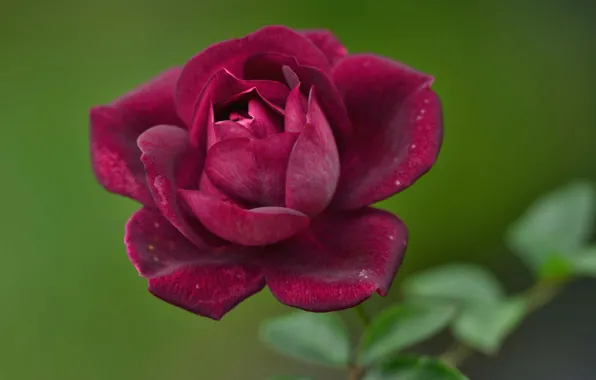 Picture nature, rose, plant, petals