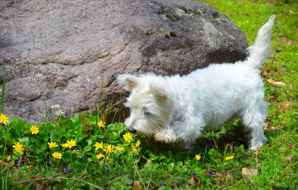 Picture Nature, Spring, Dog, Flowers, Flowers, Spring, Buttercups, The West highland white Terrier