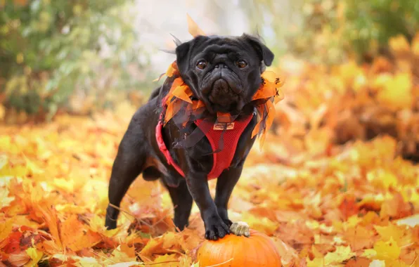 Autumn, nature, foliage, dog, pug, pumpkin