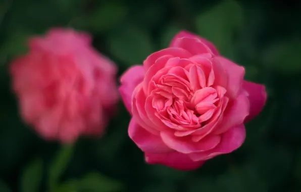 Macro, flowers, rose, roses, pink, green background, bokeh, blurred background