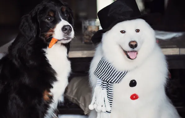 Look, pose, dog, Christmas, New year, snowman, face, Samoyed
