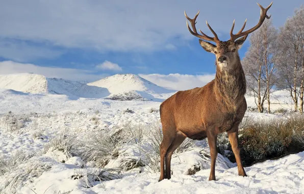 Wallpaper winter, landscape, deer