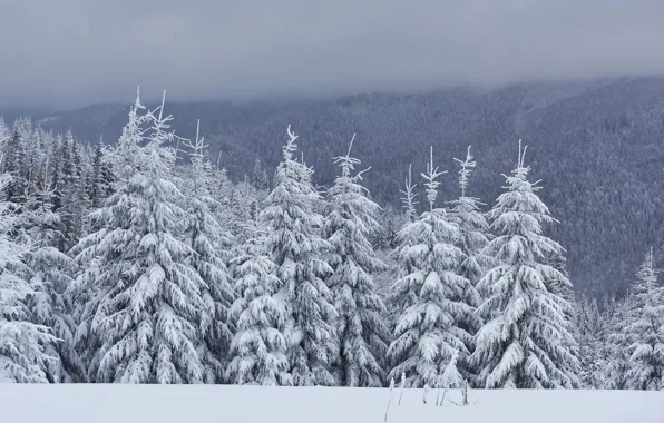 Winter, snow, trees, landscape, tree, landscape, winter, snow