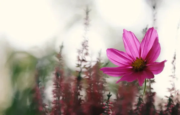 Flowers, nature, background