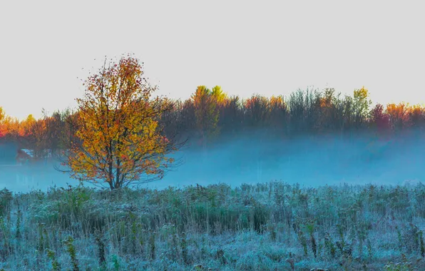 Frost, autumn, the sky, grass, trees, fog