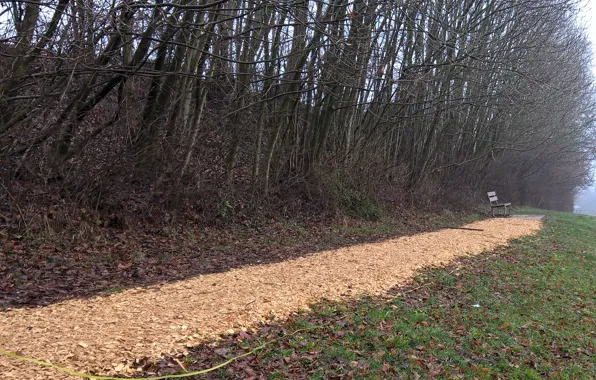 Picture relax, calm, bench, quiet, path, woodland, shredded wood, wood chips