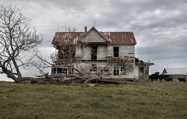 House, tree, cattle, naturalism