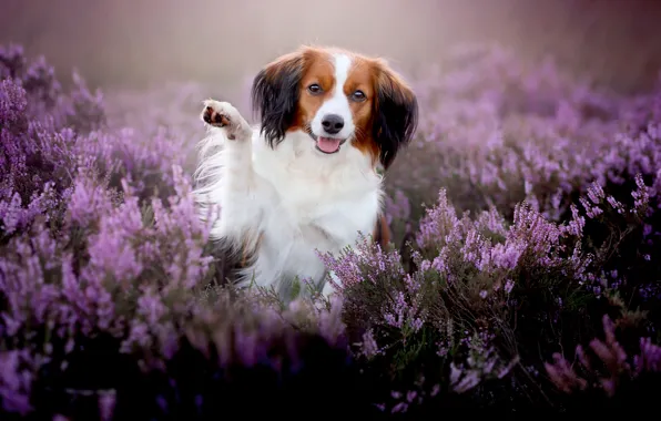 Paw, dog, Heather, Kooikerhondje