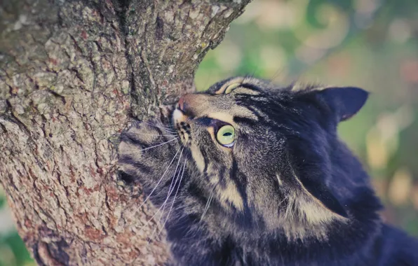 Summer, eyes, cat, tree