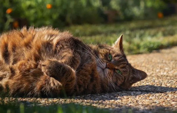 Cat, cat, lies, kitty