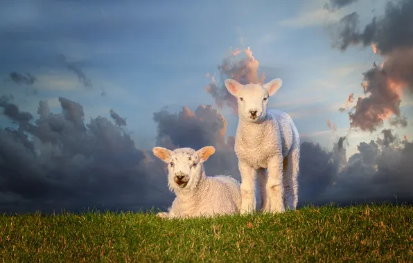 Field, the sky, grass, clouds, light, sheep, white, kids