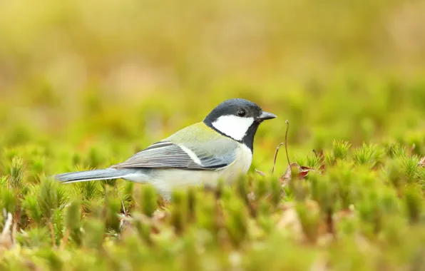Greens, bird, tit