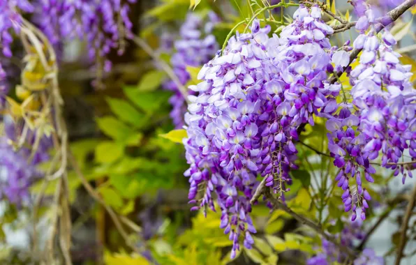 Flowers, branches, nature, background, foliage, color, beauty, spring
