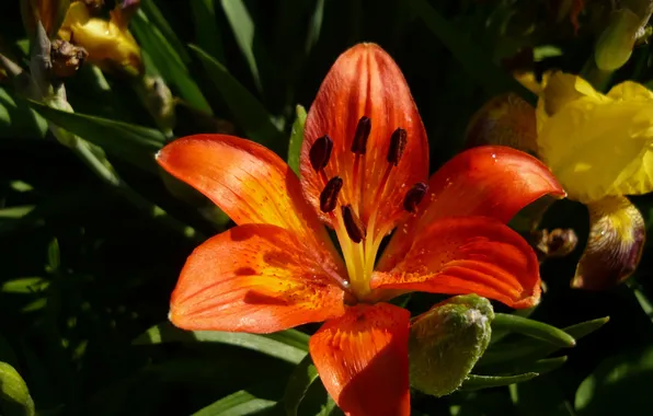 Summer, orange, heat, Lily