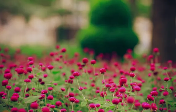 Field, flowers, nature, Wallpaper, glade, pictures, plants, flowering