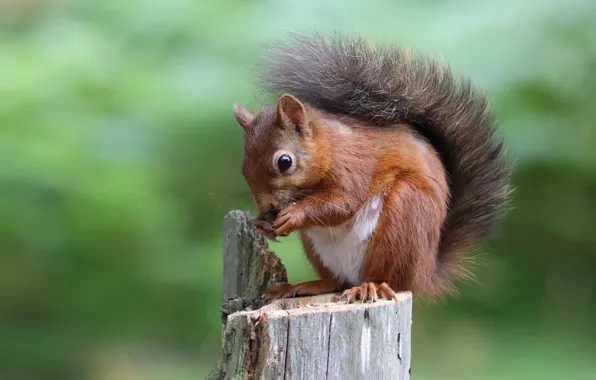 Picture look, pose, stump, protein, stump, tail, red, sitting