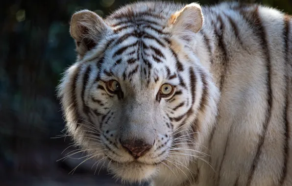 Picture look, face, tiger, white tiger, wild cat