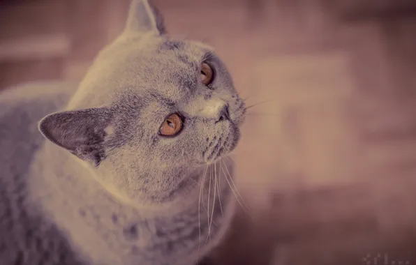 Muzzle, waiting, British Shorthair