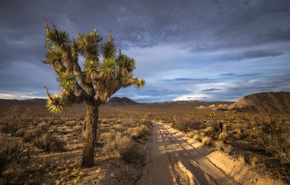 California, joshua tree national park, san bernardino county
