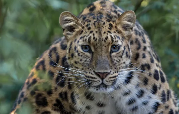 Leopard, Wool, The Cat Family