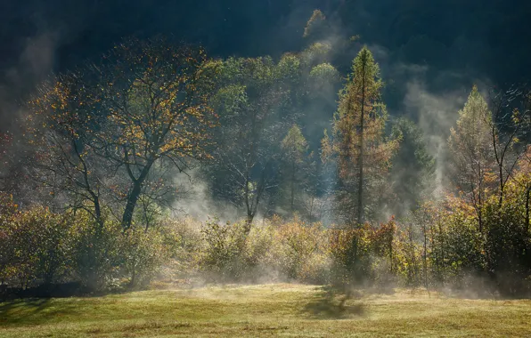 Autumn, forest, light, trees, fog, haze