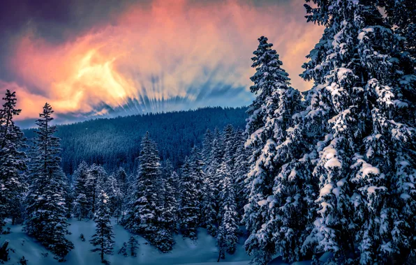 Winter, forest, the sun, clouds, snow, trees, mountains, ate