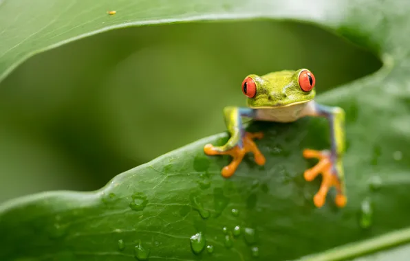 Look, leaf, frog, green, red-eyed tree frog