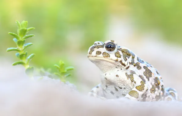 Plant, frog, light background, toad, spotted