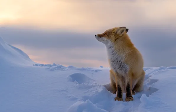Winter, snow, Fox, red