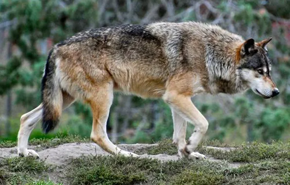 Picture nature, snow, predator, face, animal, wolf, wildlife, portrait