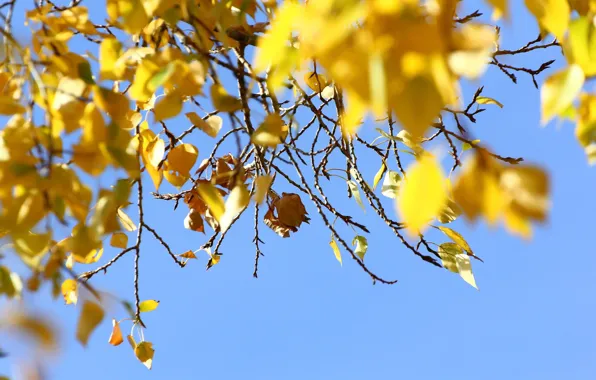 Picture autumn, the sky, leaves, twigs