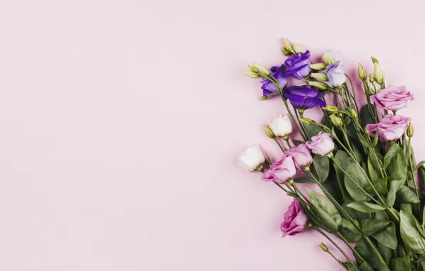 Picture background, bouquet, pink, eustoma