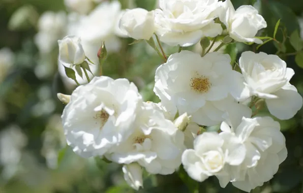 Roses, white, buds