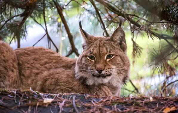 Picture branches, lies, lynx, needles, bokeh