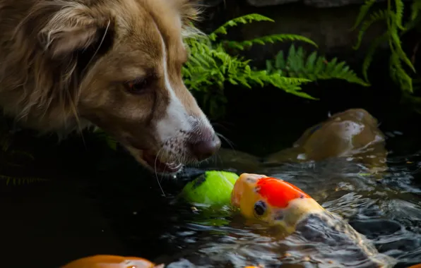 Picture face, water, fish, dog, muzzle, dog, mood.