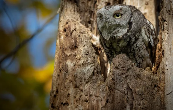 Owl, bird, stump, owl