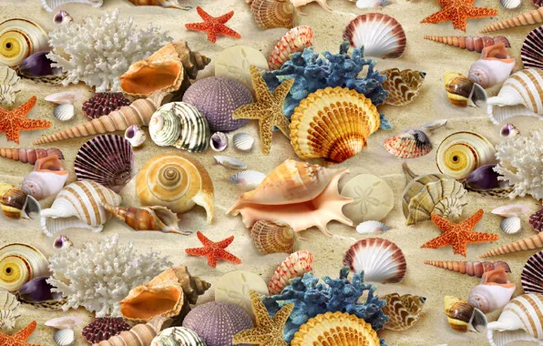 Picture texture, corals, shell, textures, background desktop, inhabitants ocean